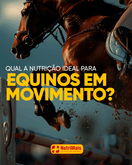 CAVALO_EQUIMAIS_01