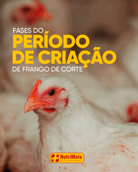 FASES DE CRIAÇÃO 01